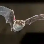 Trust Palm Beach Wildlife Services for Expert Bat Removal