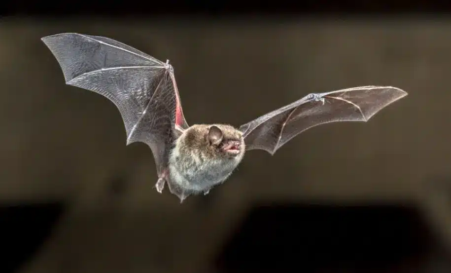 Trust Palm Beach Wildlife Services for Expert Bat Removal