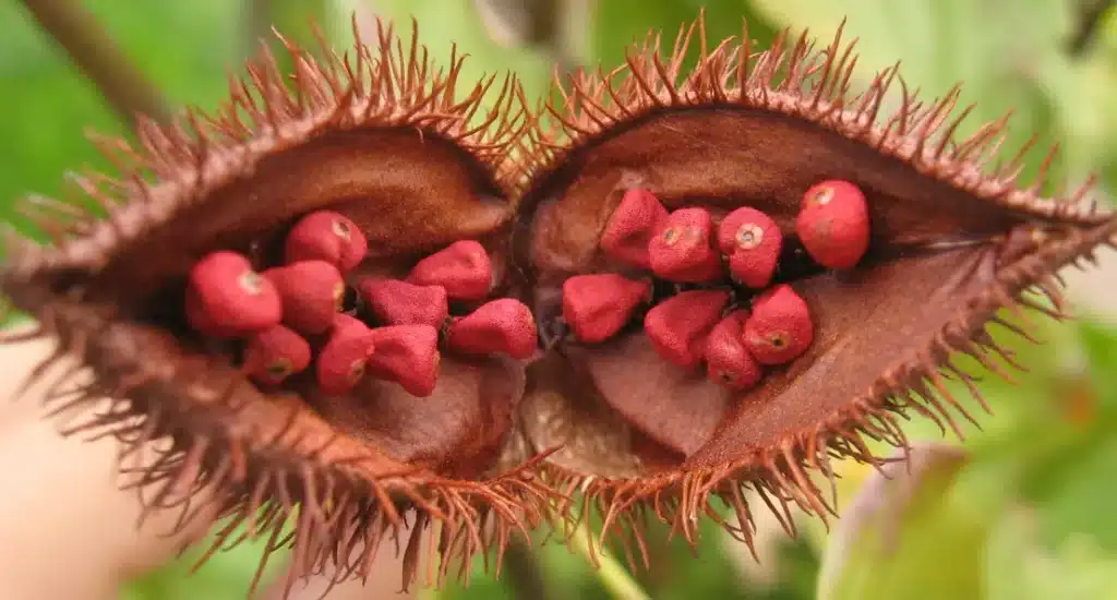 Natural Food Colors and Annatto The Unsung Hero Behind Orange and Yellow Shades