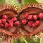 Natural Food Colors and Annatto The Unsung Hero Behind Orange and Yellow Shades