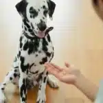 7 Simple Ways to Keep Your Pet Looking Great