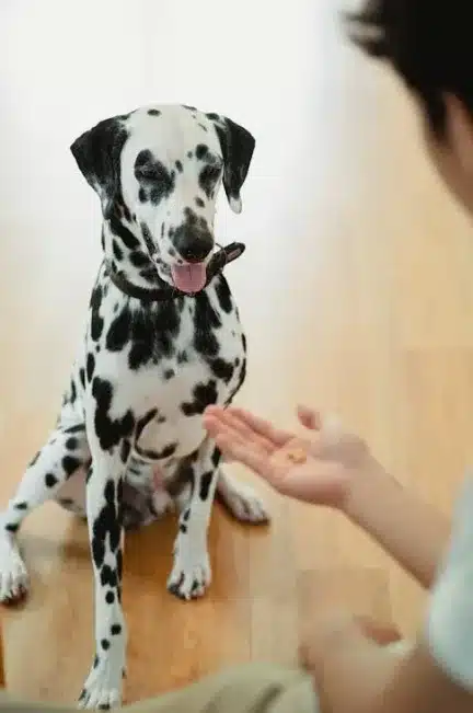 7 Simple Ways to Keep Your Pet Looking Great