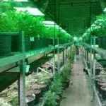 Explore the Best Dispensaries Near You for Premium Cannabis