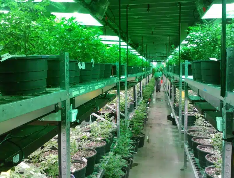 Explore the Best Dispensaries Near You for Premium Cannabis