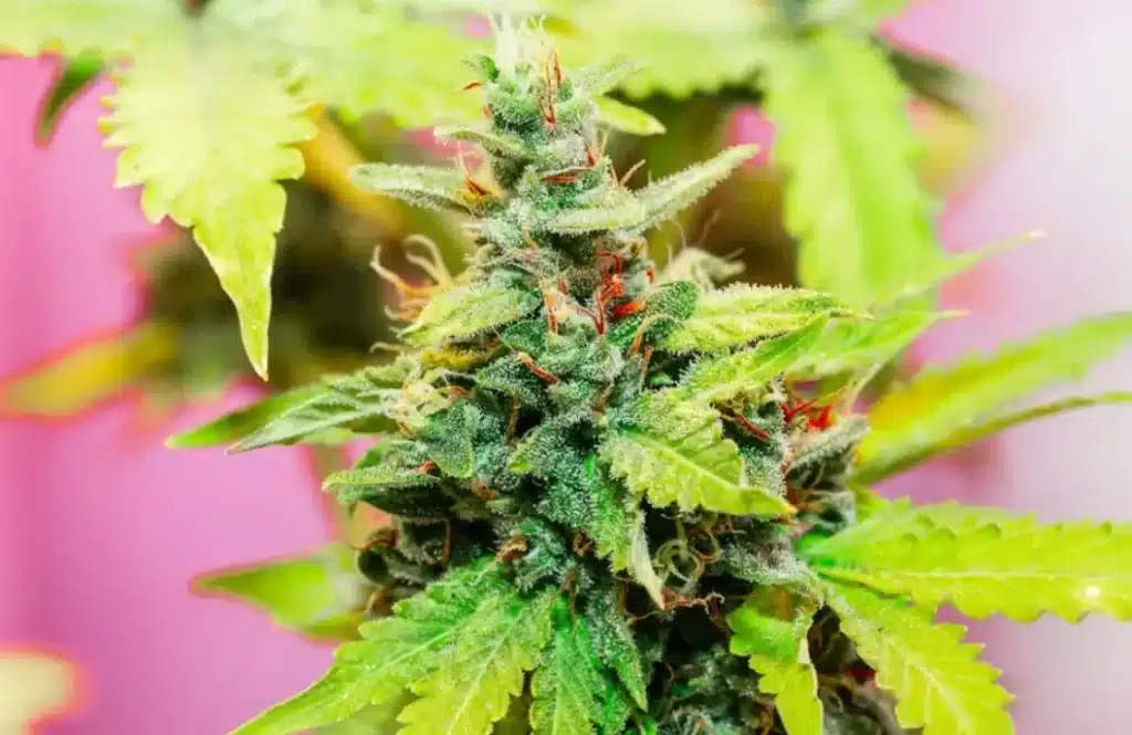 The Best Cannabis Types