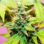 The Best Cannabis Types
