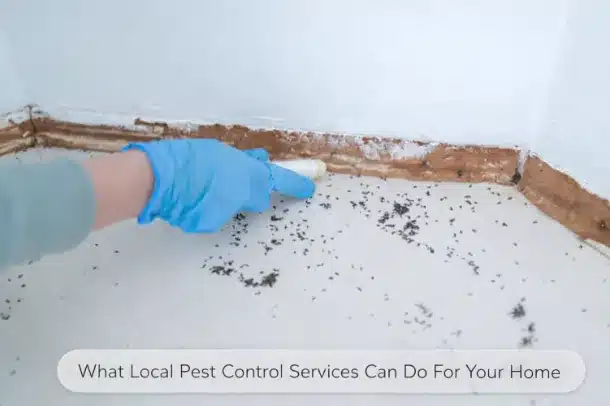 What Local Pest Control Services Can Do For Your Home